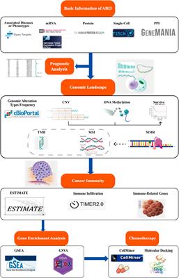 Comprehensive pan-cancer investigation: unraveling the oncogenic, prognostic, and immunological significance of Abelson interactor family member 3 gene in human malignancies